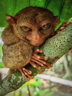 a small animal sitting on top of a green leaf covered tree branch with eyes wide open