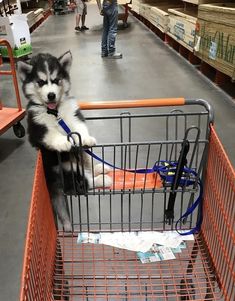 a husky dog sitting in a shopping cart