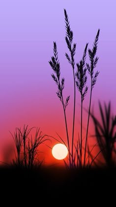 the sun is setting behind some tall grass and plants in front of a purple sky