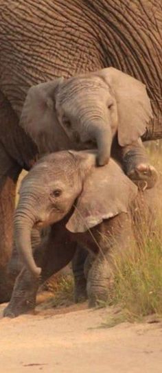 two baby elephants standing next to an adult elephant in tall grass with their trunks on top of each other