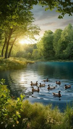 a group of ducks floating on top of a lake next to trees and grass covered ground