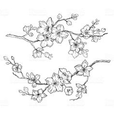 an ink drawing of flowers on a branch