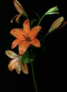 an orange flower with green leaves on a black background