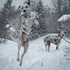 a dalmatian dog jumping up into the air to catch a frisbee