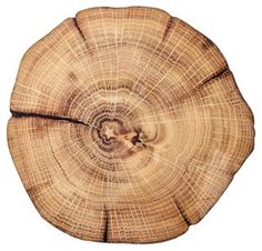 the cross section of a tree is cut in half