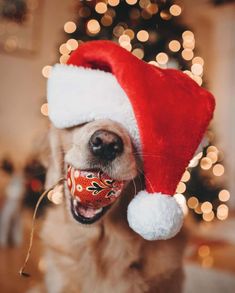 a dog wearing a santa claus hat with his mouth open