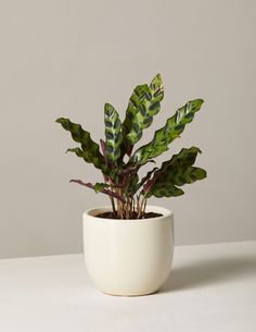 a green potted plant sitting on top of a table