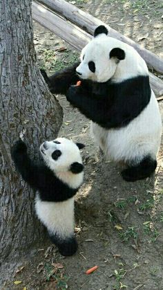 two panda bears playing with each other near a tree