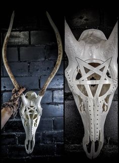 an animal's skull is shown in three different angles, including the head and antlers