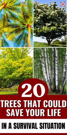 Enhance your survival knowledge with this list of 20 life-saving trees! From nutrient-rich fruits to emergency shelter options, these trees are critical resources for surviving the great outdoors. Save this pin for your emergency preparation! Survival Shelter Long Term, Survival Knowledge, Emergency Shelter, Emergency Preparation, Survival Shelter, Urban Survival, Survival Techniques, Save Your Life, Wilderness Survival