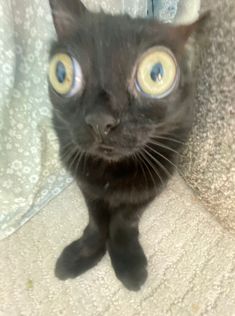 a black cat with blue eyes looking up at the camera while sitting on a couch