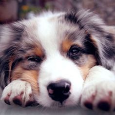 a close up of a dog laying on the ground with it's head resting on its paws