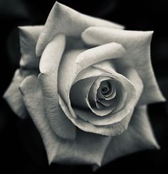 a black and white photo of a rose