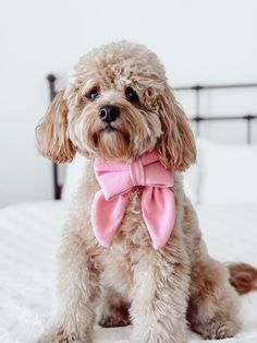 a small dog with a pink bow tie on it's collar sitting on a bed