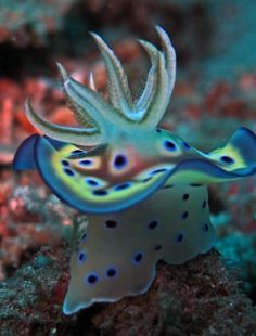 a blue and yellow sea slug sitting on top of a coral