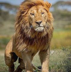 a large lion walking across a grass covered field