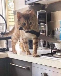 a cat is walking on the counter with a knife in it's mouth and looking at the camera