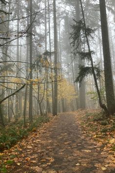 a path in the middle of a forest with lots of trees and leaves on it