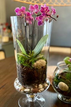 Orchid Terraium Mini Orchid Terrarium, Plant Terrarium Ideas, Prayer Plant Care, Mini Orchids, Plant Styling, Plants In Jars, Nerve Plant