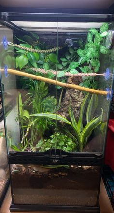 an aquarium filled with plants and rocks