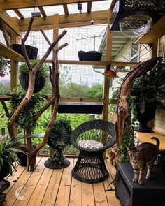 a cat standing on top of a wooden floor next to a chair and potted plants