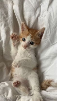 an orange and white kitten sitting on top of a bed with its paws up in the air