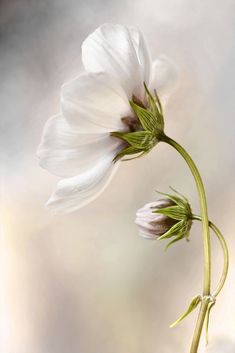 two white flowers with green stems in front of a gray background and blurry image