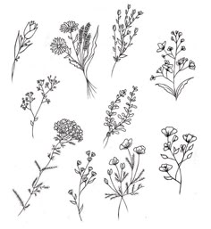 various types of wildflowers are shown in black and white on a white background