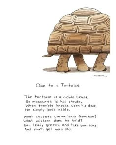 #tortoise Turtle Quotes, Pet Tortoise, Reptile Art, Russian Tortoise Diet, Red Footed Tortoise