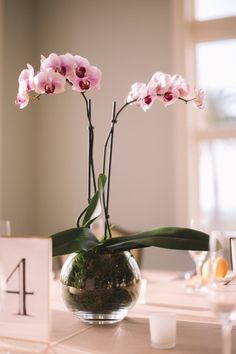 two pink orchids in a glass vase on a table with the number forty four