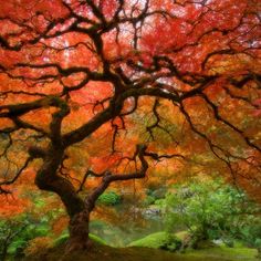 an orange tree with red leaves in the foreground and green grass on the other side