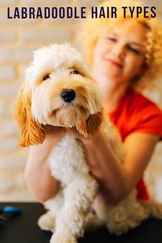 a woman holding a small white dog on top of a table with text overlay that reads, how to choose the best pet for your labraddle hair types