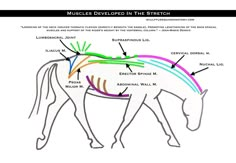 the horse's body is labeled in different colors