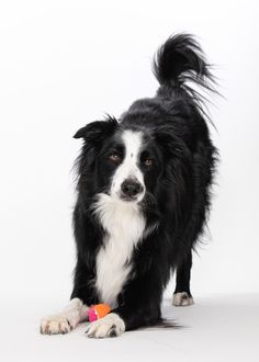 a black and white dog is holding a toy in its mouth while looking at the camera