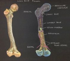 an image of the structure of a long bone and its major structures on a chalkboard