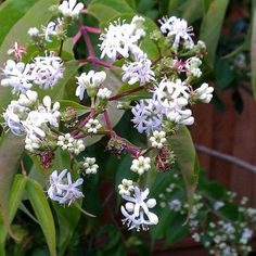 small white flowers are blooming on the tree