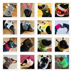 many different types of dogs wearing sweaters and hats on their heads are shown in this collage