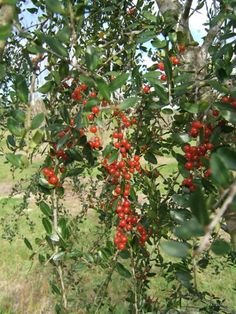 red berries growing on the branches of a tree in an open field with green grass