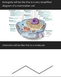 the structure of a cell diagram with text below it and an image of what cells are in each cell