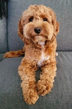 a brown dog sitting on top of a gray couch