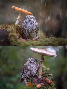 an owl sitting on top of a moss covered ground next to a mushroom