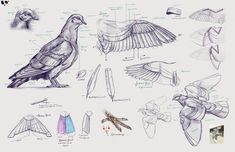 some drawings of different kinds of birds