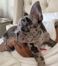 a small dog laying on top of a bed