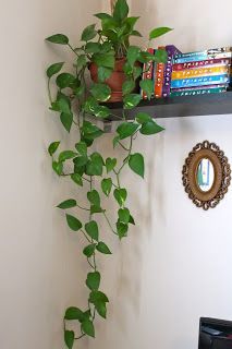 a green plant is growing on the wall next to a bookshelf with several books