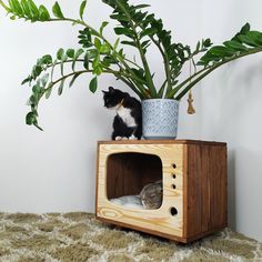 a cat sitting on top of a wooden box next to a potted green plant