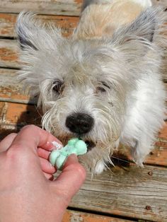 a person feeding a dog something green on a wooden deck with a hand holding it in front of the dog