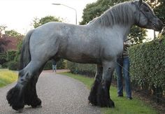 a large gray horse standing on top of a road next to a lush green field