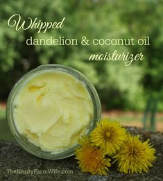 Coconut Oil Moisturizer, Prairie Homestead, Making Cosmetics, Face Scrubs, Dandelion Flowers, Natural Beauty Diy, Homemade Lotion, Diy Body Care, Dandelion Recipes