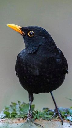 a small black bird with an orange beak