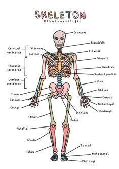 the skeletal skeleton and its major bones are labeled in this diagram, with labels on each side